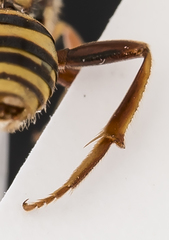 Nomada annulata