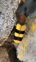 Trichodes bibalteatus