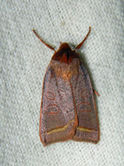 Epiglaea apiata