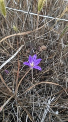 Brodiaea orcuttii