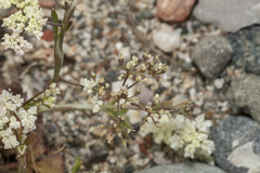 Pimpinella cretica