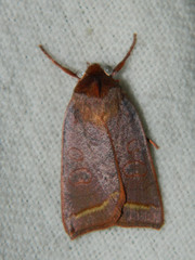 Epiglaea apiata