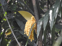 Desmoncus orthacanthos