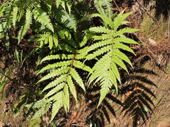 Woodwardia japonica