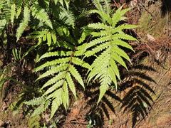 Woodwardia japonica