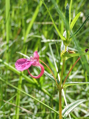 Impatiens chinensis