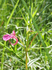 Impatiens chinensis