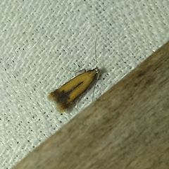 Coptotriche marginea