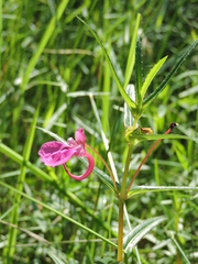 Impatiens chinensis