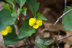 Viola lobata integrifolia