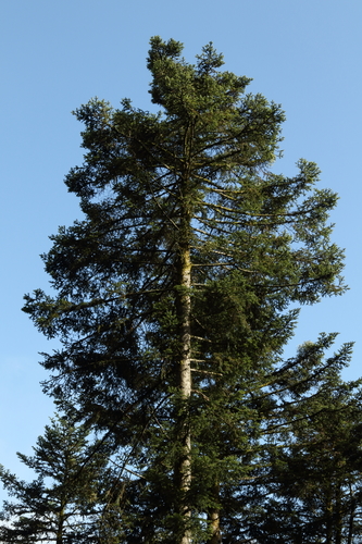 silver fir