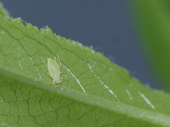 Cavariella aegopodii