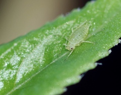 Cavariella aegopodii