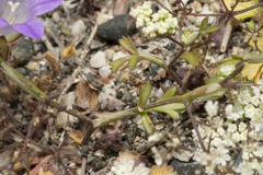 Pimpinella cretica