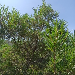 Ornithostaphylos oppositifolia