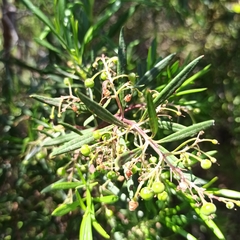 Ornithostaphylos oppositifolia