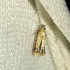 Coptotriche marginea