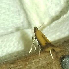 Coptotriche marginea