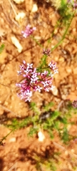 Asperula hirsuta