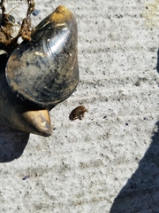 Eumalacostraca