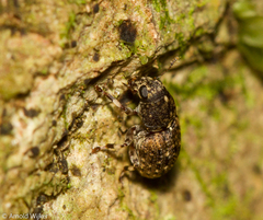 Anthribinae
