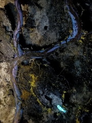 Buchwaldoboletus sphaerocephalus