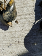 Eumalacostraca