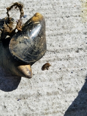 Eumalacostraca