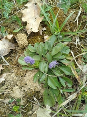Globularia bisnagarica