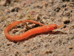 Cosmocampus maxweberi