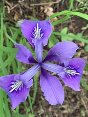 Iris tenax tenax