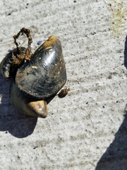 Eumalacostraca
