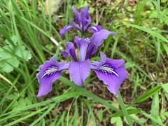 Iris tenax tenax