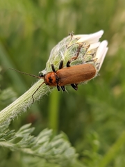 Cantharis coronata