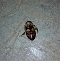 Dytiscus habilis