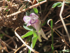 Corydalis pumila