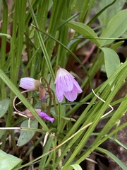Claytonia caroliniana