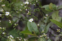 Turnera calyptrocarpa