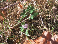 Corydalis pumila