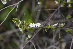 Turnera calyptrocarpa