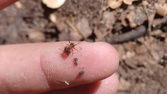 Pheidole obtusospinosa