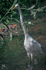 Ardea alba