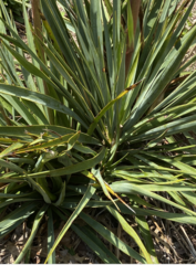 Yucca pallida