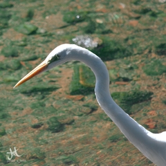 Ardea alba