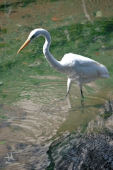 Ardea alba