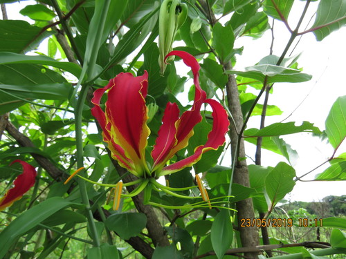 Gloriosa superba image