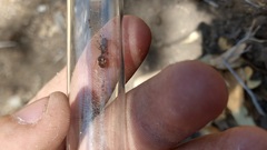 Pheidole obtusospinosa