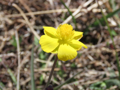 Ranunculus gramineus