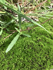 Aspilia montevidensis