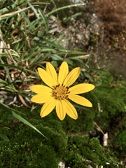 Aspilia montevidensis